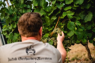 Eine Weinrebe, im Vordergrund ein Mann mit dem Rücken zur Kamera gerichtet.